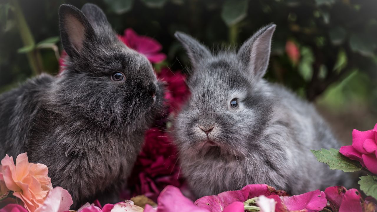 Wallpaper rabbit, rabbits, fluffy, gray, flowers