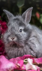 Preview wallpaper rabbit, rabbits, fluffy, gray, flowers