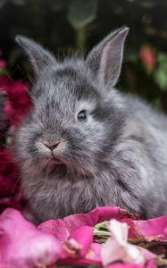 Preview wallpaper rabbit, rabbits, fluffy, gray, flowers