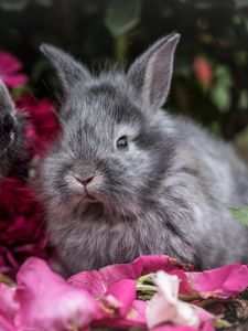 Preview wallpaper rabbit, rabbits, fluffy, gray, flowers