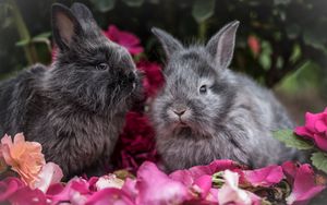 Preview wallpaper rabbit, rabbits, fluffy, gray, flowers
