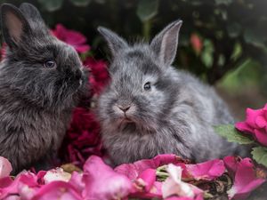 Preview wallpaper rabbit, rabbits, fluffy, gray, flowers
