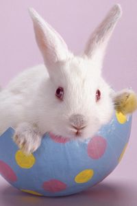 Preview wallpaper rabbit, sitting, color, light, photo shoot