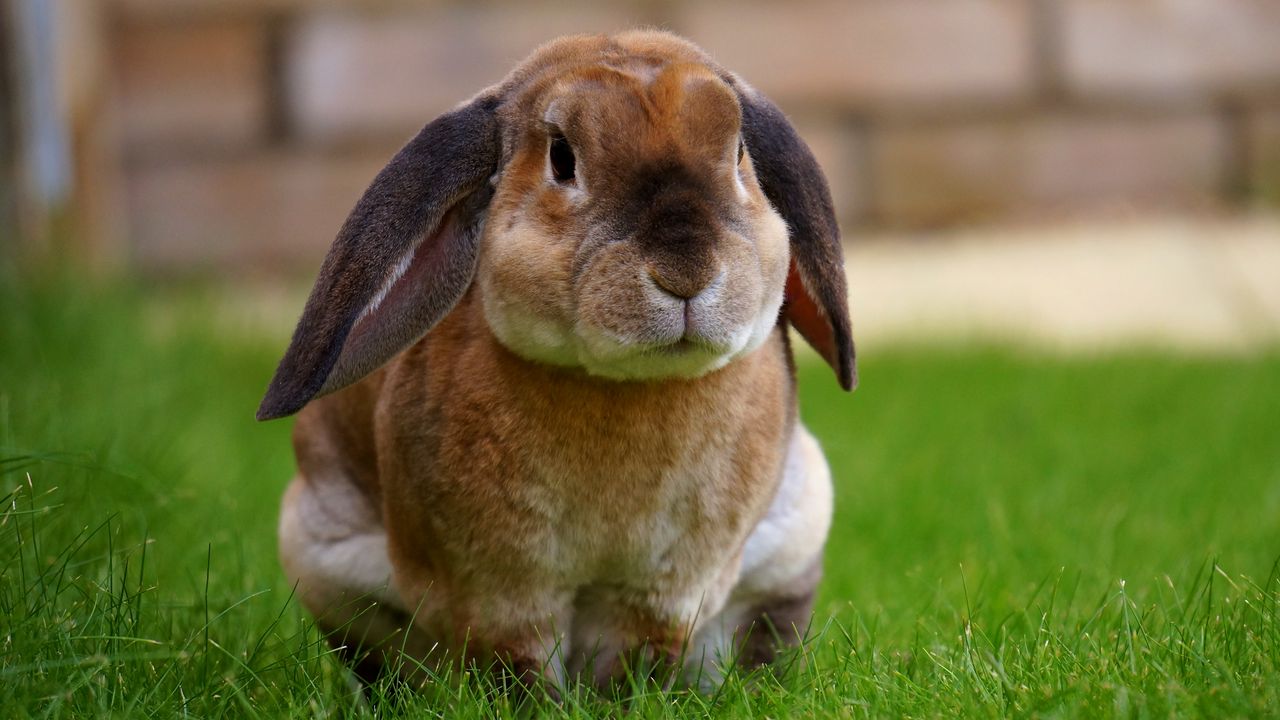 Wallpaper rabbit, sitting, grass, cute