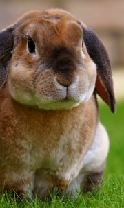 Preview wallpaper rabbit, sitting, grass, cute