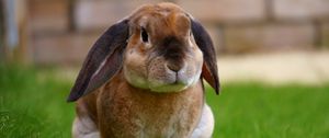 Preview wallpaper rabbit, sitting, grass, cute