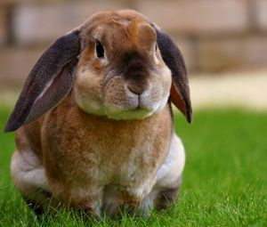 Preview wallpaper rabbit, sitting, grass, cute