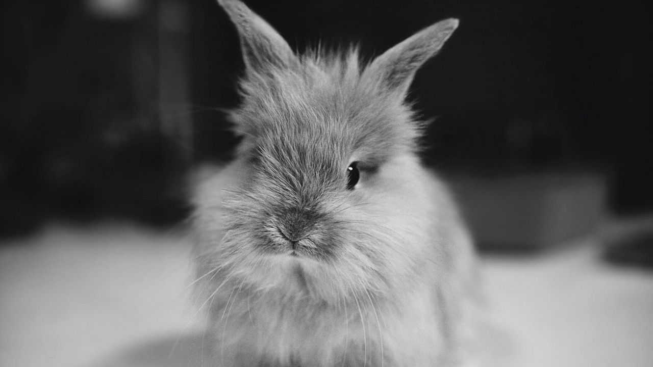 Wallpaper rabbit, small, furry, black white