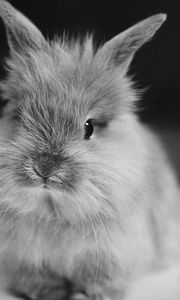 Preview wallpaper rabbit, small, furry, black white