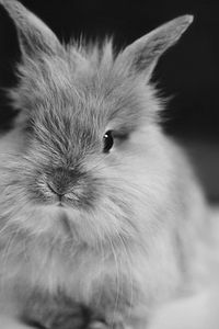 Preview wallpaper rabbit, small, furry, black white