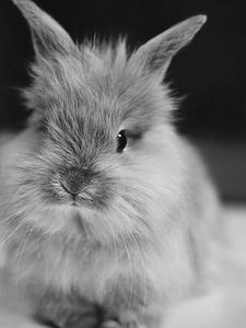 Preview wallpaper rabbit, small, furry, black white