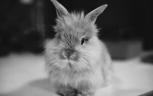 Preview wallpaper rabbit, small, furry, black white