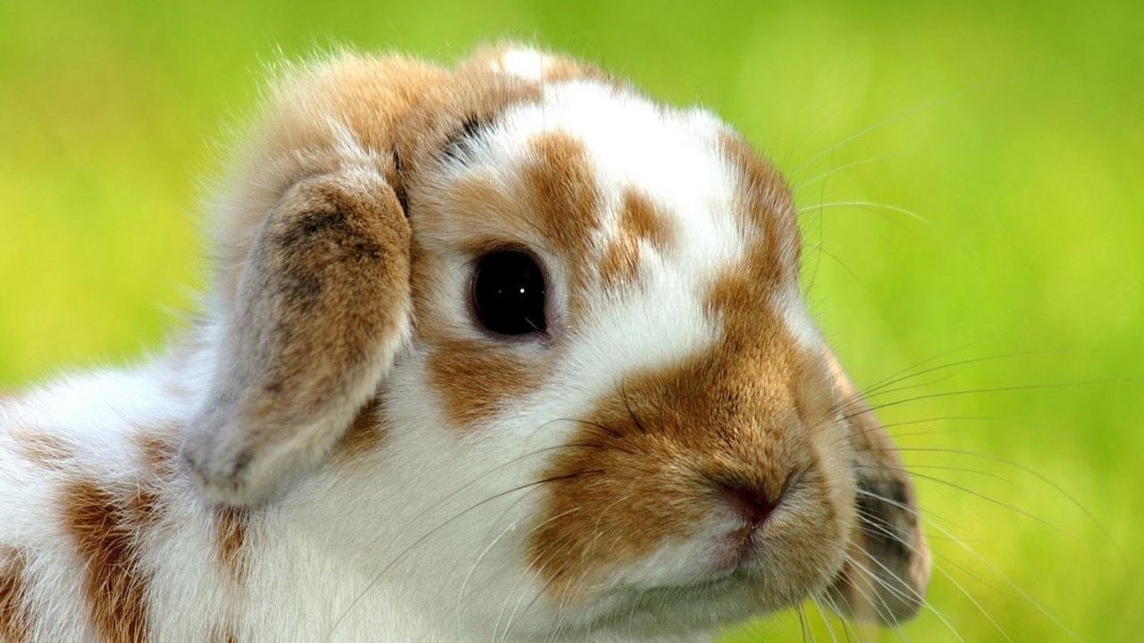 Wallpaper rabbit, snout, spotted, baby