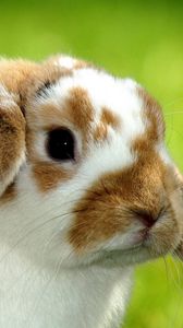 Preview wallpaper rabbit, snout, spotted, baby