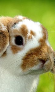 Preview wallpaper rabbit, snout, spotted, baby