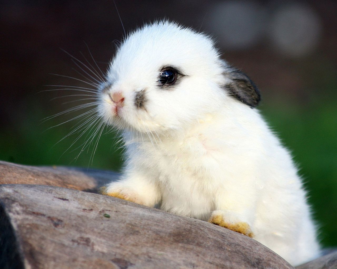 Rabbit: Nếu bạn yêu động vật, không thể bỏ qua bức ảnh này về con thỏ xinh xắn. Nhìn vào đôi tai dài và mũi nhọn của chúng, bạn sẽ có cảm giác bình yên và thư thái ngay lập tức. Đây là hình ảnh lý tưởng để xem sau một ngày dài căng thẳng. (Translation: \