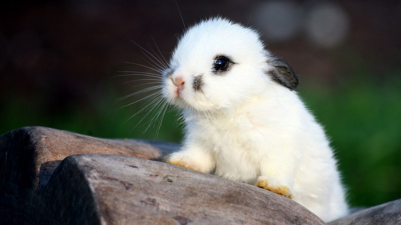 Wallpaper rabbit, spotted, cute