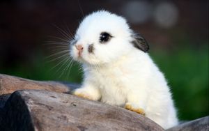 Preview wallpaper rabbit, spotted, cute