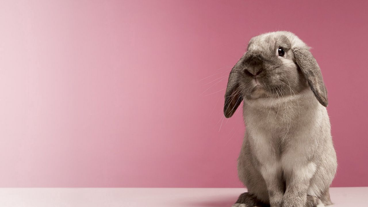 Wallpaper rabbit, spotted, look