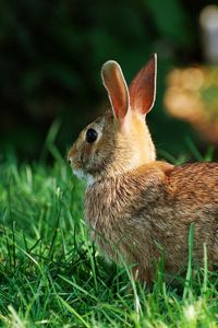 Preview wallpaper rabbit, striped, grass, back