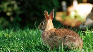 Preview wallpaper rabbit, striped, grass, back