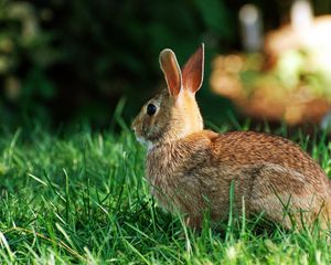 Preview wallpaper rabbit, striped, grass, back