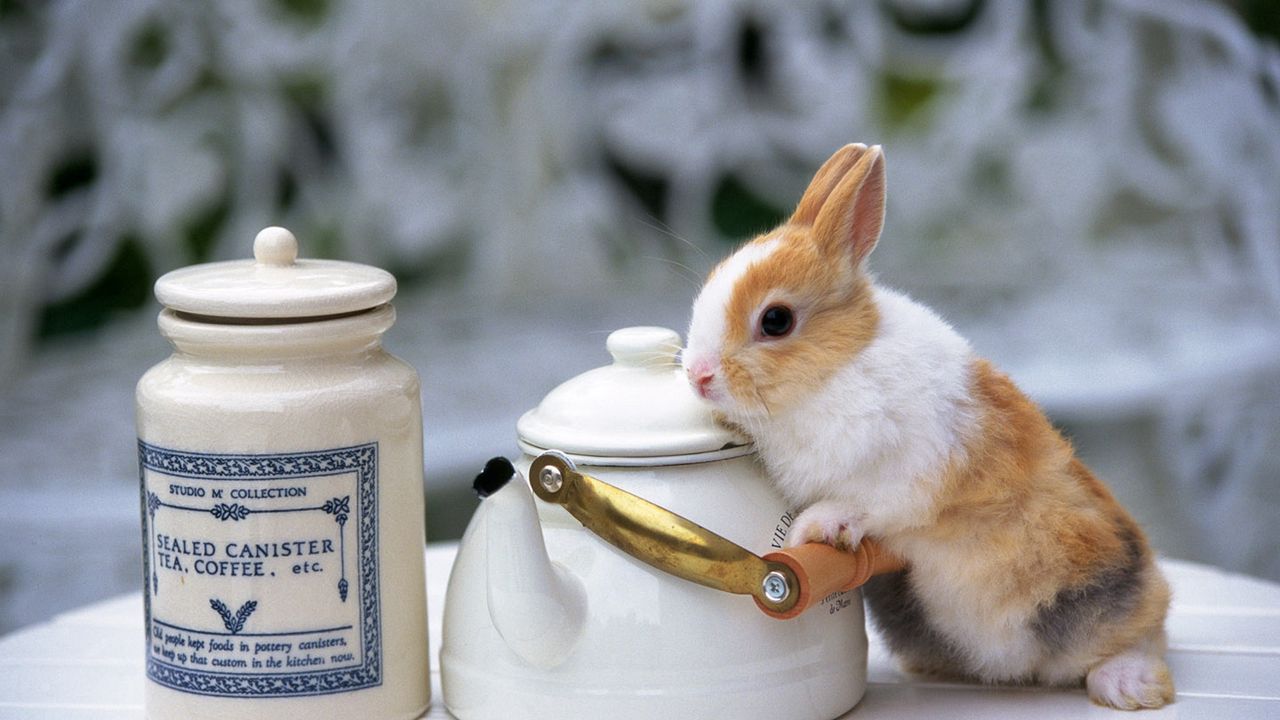 Wallpaper rabbit, tea, beautiful, table