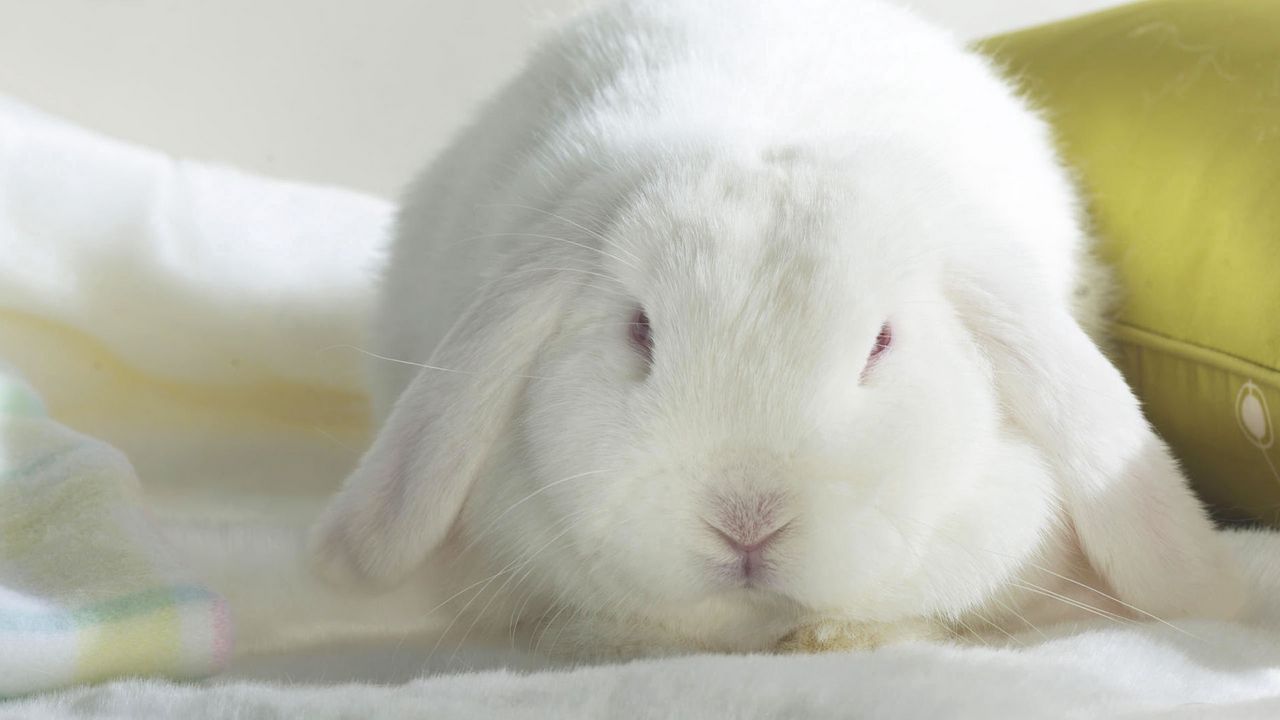 Wallpaper rabbit, thick, ears, cute
