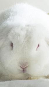 Preview wallpaper rabbit, thick, ears, cute