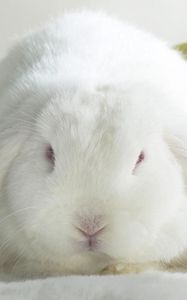 Preview wallpaper rabbit, thick, ears, cute