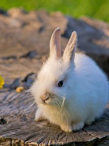 Preview wallpaper rabbit, tree stump, bright, flower, honey