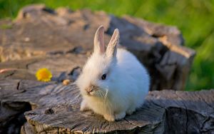 Preview wallpaper rabbit, tree stump, bright, flower, honey