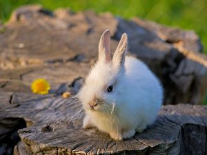 Preview wallpaper rabbit, tree stump, bright, flower, honey