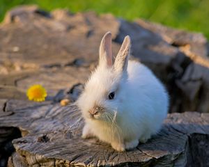 Preview wallpaper rabbit, tree stump, bright, flower, honey