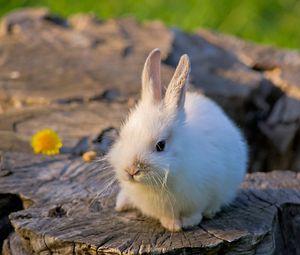 Preview wallpaper rabbit, tree stump, bright, flower, honey