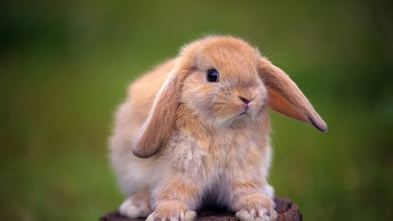 Wallpaper rabbit, tree stump, ears, beautiful