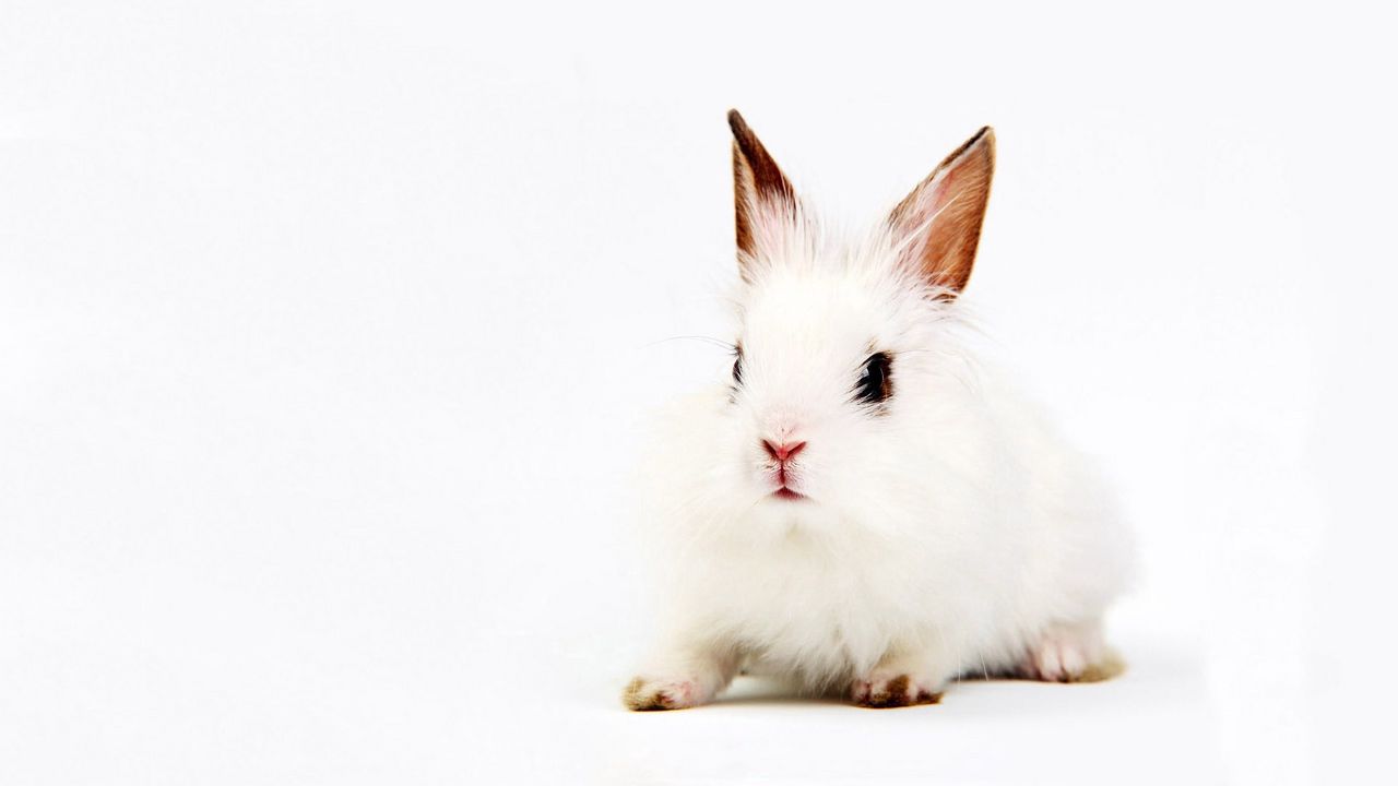 Wallpaper rabbit, white, background, sit