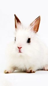 Preview wallpaper rabbit, white, background, sit