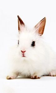 Preview wallpaper rabbit, white, background, sit