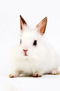 Preview wallpaper rabbit, white, background, sit