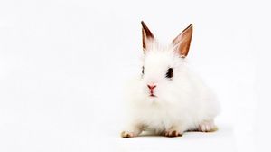 Preview wallpaper rabbit, white, background, sit