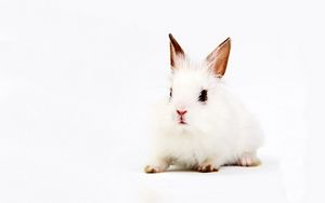 Preview wallpaper rabbit, white, background, sit