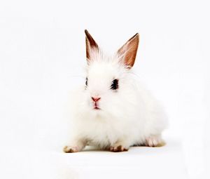 Preview wallpaper rabbit, white, background, sit