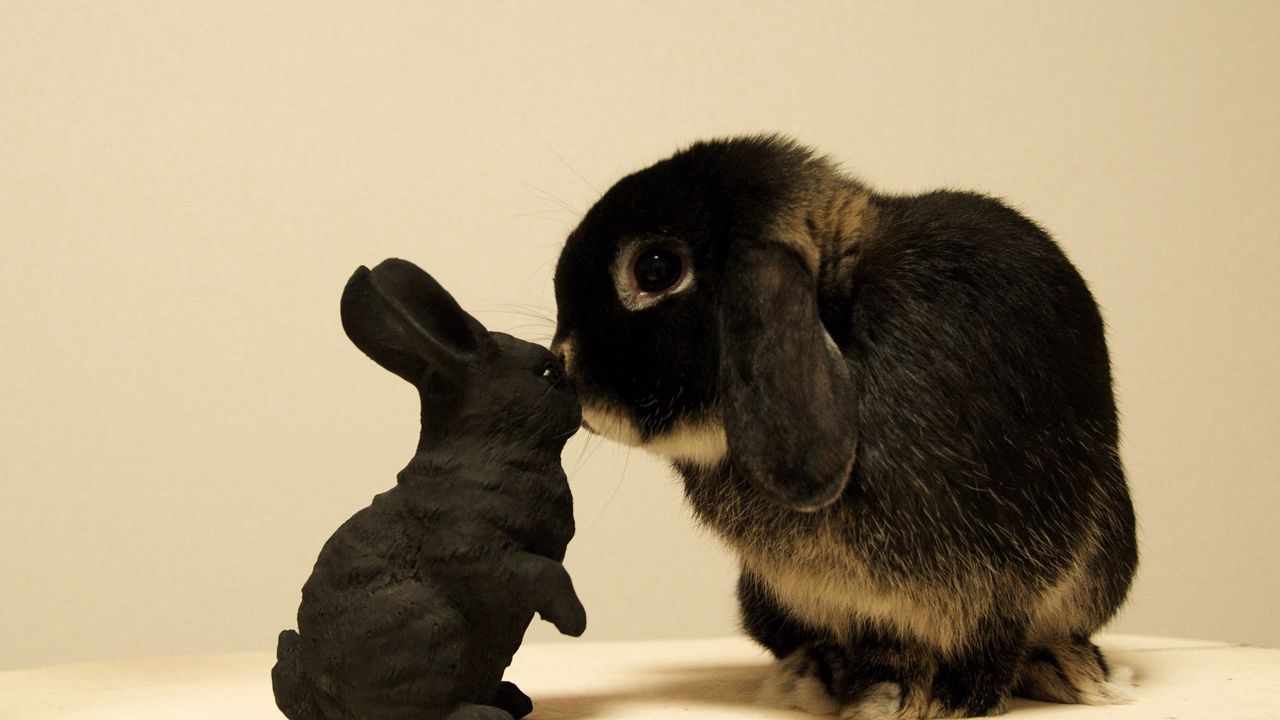 Wallpaper rabbit, white, black, brindle, baby