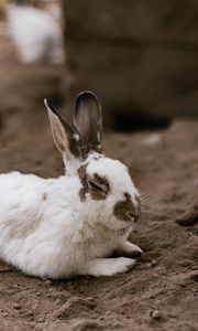 Preview wallpaper rabbit, white, spotted, animal, cute