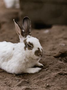 Preview wallpaper rabbit, white, spotted, animal, cute