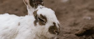 Preview wallpaper rabbit, white, spotted, animal, cute