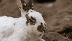 Preview wallpaper rabbit, white, spotted, animal, cute