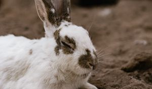 Preview wallpaper rabbit, white, spotted, animal, cute