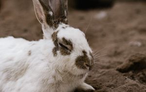 Preview wallpaper rabbit, white, spotted, animal, cute